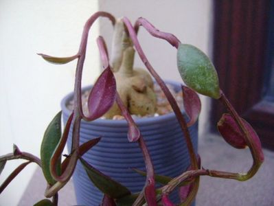 Monadenium rubellum (Euphorbia neorubella)