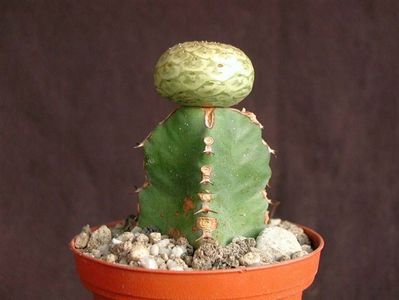 Euphorbia turbiniformis