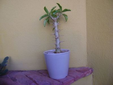 Pachypodium saundersii; replantat pe 11 nov. 2018
