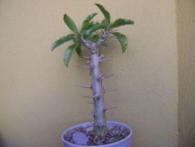 Pachypodium saundersii; replantat pe 11 nov. 2018
