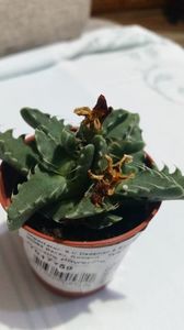 Aloe juvenna - pierduta