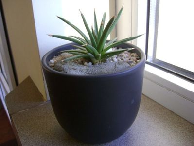 Agave albopilosa