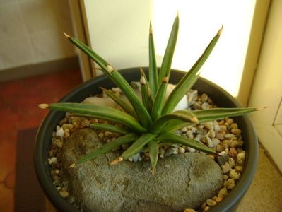 Agave albopilosa