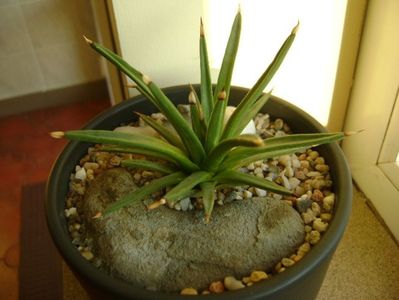 Agave albopilosa