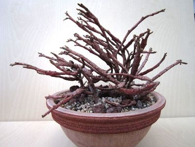 Euphorbia platyclada - achizitionata