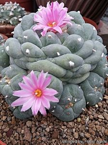 Lophophora fricii cv Marbles