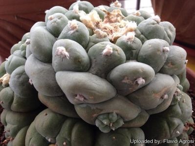 Lophophora fricii cv. Marbles