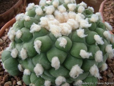 Lophophora fricii cv. Marbles