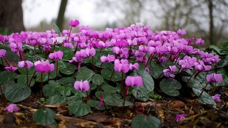 Cyclamen coum - pierduta