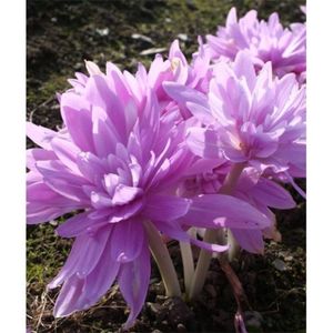 Colchicum autumnale (Branduse de toamna) - Waterlily