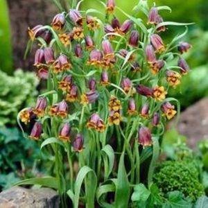 Fritillaria assyriaca Uva Vulpis