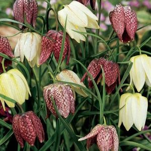 Fritillaria meleagris Mix