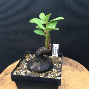 Monadenium discoideum