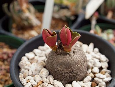 Monadenium globosum