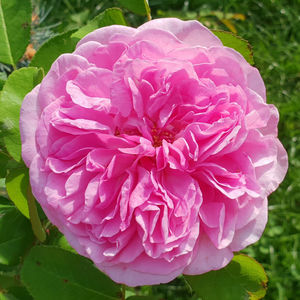 Gertrude Jekyll (Urcator); Average rating: EXCELLENT-.  
Medium pink Shrub.
Registration name: AUSbord
Bred by David C. H. Austin (1926-2018) (United Kingdom, 1986).
Shrub.  English Rose Collection.  
Pink.  Strong, old rose fr
