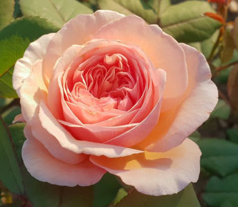 A Shropshire Lad. Shrub; David Austin
Shrub. 
Strong, fruity fragrance.  90 petals.  
Blooms in flushes throughout the season.  
Height of 4&amp;#039; to 6&amp;#039; (120 to 185 cm).  Width of 3&amp;#039; to 5&amp;#039; (90 t
