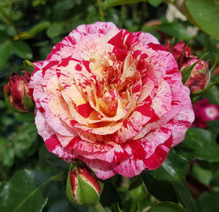 Abracadabra. Floribunda; Kordes 80 cm
