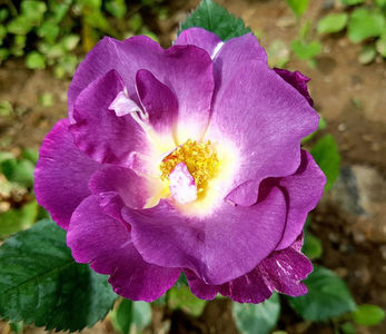 Blue for You (tufa); Bred by Peter J. James. Floribunda. None to mild, opinions vary fragrance. Blooms in flushes throughout the season. Height of (90 to 200 cm).  Width of (120 cm).
