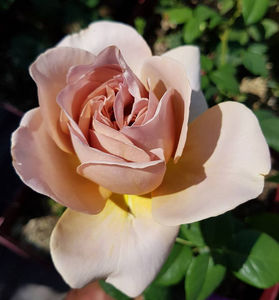 Caffe Latte (tufa); Average rating: EXCELLENT-.  
Bred by De Ruiter (Netherlands, 2005).
Hybrid Tea.  
Orange blend, ages to lighter .  Moderate fragrance.  35 to 40 petals.  Average diameter 4.5&quot;.  Large, double (1
