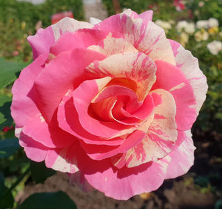 Claude Monet  (Tufa); Average rating: EXCELLENT. Bred by Jack E. Christensen. Mild fragrance. Blooms in flushes throughout the season. Height of (90 to 100 cm).  Width of (50 to 60 cm).
