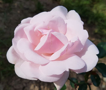 Coral Dawn. Urcator; Average rating: EXCELLENT. Bred by Eugene S. &quot;Gene&quot; Boerner.  Moderate fragrance. Blooms in flushes throughout the season. Height of  (245 to 365 cm).
