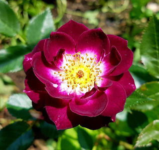 Diamond Eyes. Floribunda; Bred by Tom Carruth. Strong fragrance. Blooms in flushes throughout the season. Height of (65 to 90 cm).  Width of (80 to 105 cm).
