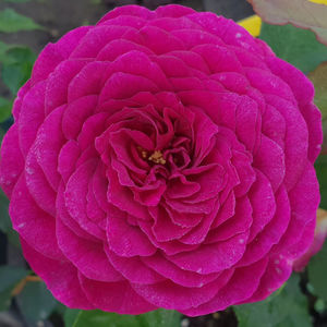 Ebb Tide. Floribunda; Bred by Tom Carruth. Strong, clove, spice fragrance. Height (60 to 120 cm). Blooms in flushes throughout the season.  Width of (up to 120 cm).
