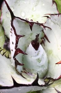 Agave titanota cv black and blue