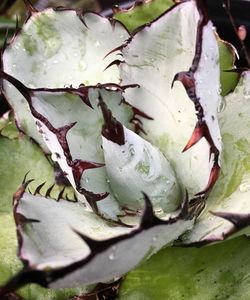 Agave titanota cv black and blue