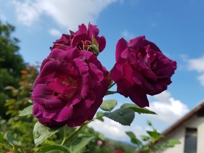 Audacieuse 21; Bred by Robert Laperrière. Climber. Moderate, fruity fragrance. Blooms in flushes throughout the season.  Height of (250 to 300 cm)
