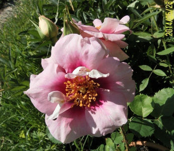 Eyes for You. Floribunda.; Average rating: EXCELLENT. Bred by Peter J. James. Floribunda. Mild to strong fragrance. Height (up to 140 cm).  Width  (up to 80 cm).  Blooms in flushes throughout the season.
