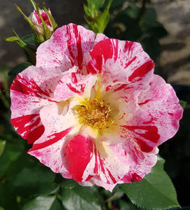 Fourth of July. Urcator; Average rating: EXCELLENT. Bred by Tom Carruth.  Apple, rose fragrance. Blooms in flushes throughout the season. Height (110 to 455 cm).  Width (65 to 185 cm).
