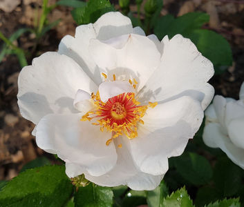 Jacqueline du Pre. Shrub; Bred by Harkness . Hybrid Spinosissima, Shrub. Strong, lemon, musk fragrance.  Blooms in flushes throughout the season. Height (135 to 185 cm).  Width (75 to 150 cm).
