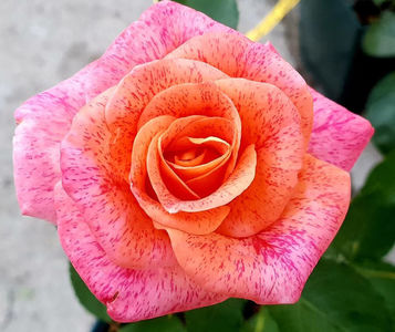 Michel Serrault (Tufa); Bred by Michèle Meilland Richardier.  Blooms in flushes throughout the season. Height (80 to 90 cm).
