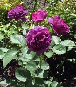 Minerva. Floribunda; Bred by Martin Vissers. Floribunda.  Strong, sweet fragrance. Blooms in flushes throughout the season. Height (70 to 80 cm).
