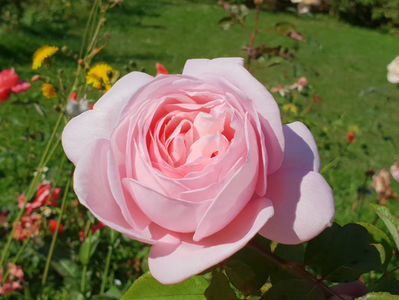 Nahema (Urcator) 70; Bred by G. Delbard. Average rating: EXCELLENT. Large-Flowered Climber. Strong, apricot or peach, citrus, rose fragrance.  Blooms in flushes throughout the season. Height  (200 to 365 cm).  Width  (150
