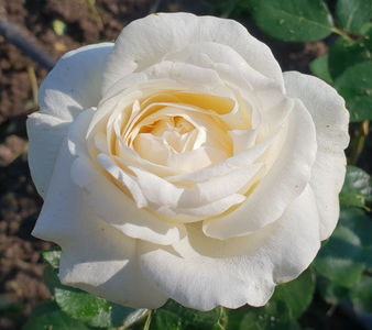 Pierre Arditti (Tufa); Bred by Alain Meilland. Strong, damask, fruity, raspberry fragrance.  Blooms in flushes throughout the season. Height (90 to 120 cm).
