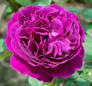 Purple Lodge. Shrub.; Bred by Pierre Orard. Shrub.  Strong, raspberry fragrance. Height (80 to 100 cm).  Width (50 to 70 cm).
