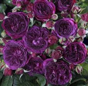 Purple Lodge. Shrub; Bred by Pierre Orard. Shrub.  Strong, raspberry fragrance. Height (80 to 100 cm).  Width (50 to 70 cm).
