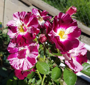 Purple Splash. Urcator; Bred by Tom Carruth. Large-Flowered Climber. None to mild, spice fragrance. Blooms in flushes throughout the season. Height (300 to 400 cm).
