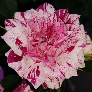 Purple Tiger. Floribunda.; Bred by Jack E. Christensen. Strong fragrance.  Blooms in flushes throughout the season. Height (up to 75 cm).  Width (up to 55 cm).
