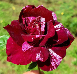 Purple Tiger Floribunda; Bred by Jack E. Christensen. Strong fragrance.  Blooms in flushes throughout the season. Height (up to 75 cm).  Width (up to 55 cm).
