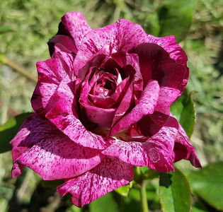 Purple Tiger. Floribunda; Bred by Jack E. Christensen. Strong fragrance.  Blooms in flushes throughout the season. Height (up to 75 cm).  Width (up to 55 cm).
