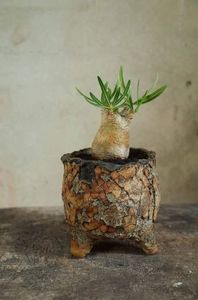 Pachypodium inopinatum