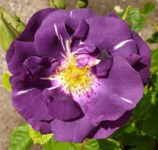 Rapsody in Blue. Shrub; Bred by Frank R. Cowlishaw. Average rating: EXCELLENT. Shrub. Mild to strong, spice fragrance. Blooms in flushes throughout the season. Height (200 to 245 cm).
