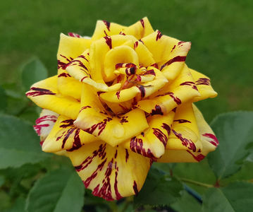 Simsalabim. Floribunda; Introduced in Germany by W. Kordes&amp;#039; Söhne. Blooms in flushes throughout the season.
