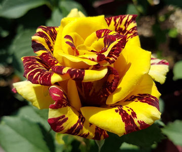 Simsalabim. Floribunda; Introduced in Germany by W. Kordes&amp;#039; Söhne. Blooms in flushes throughout the season.
