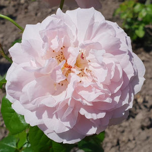 Strawberry Hill. Urcator; Bred by David C. H. Austin. Average rating: EXCELLENT! Strong, myrrh fragrance. Blooms in flushes throughout the season. Height (up to 240 cm).  Width (up to 120 cm).
