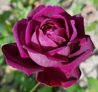 The Prince. Shrub; Bred by David C. H. Austin. Average rating: EXCELLENT! Strong Old rose fragrance. Blooms in flushes throughout the season. Height (75 to 120 cm).  Width (60 to 120 cm).
