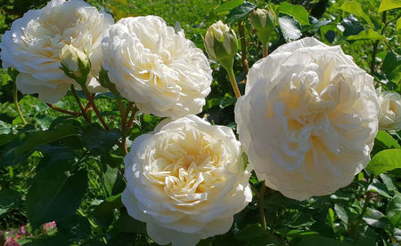 Tranquility. Shrub; Bred by David C. H. Austin. Mild, apple fragrance. Blooms in flushes throughout the season.  Rounded buds. Height (up to 120 cm).  Width (up to 90 cm).
